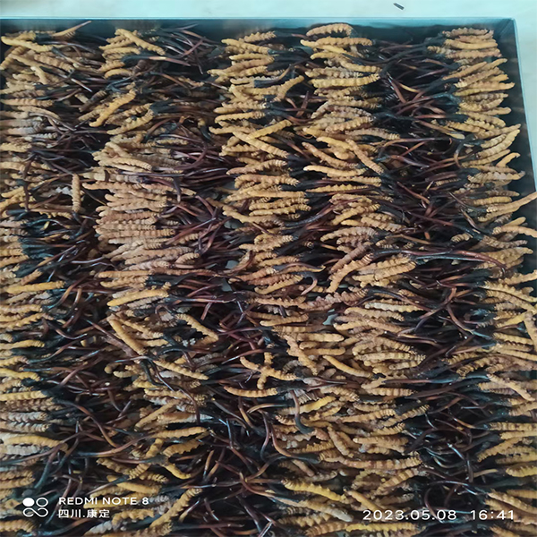 Introduction of freeze-drying of Cordyceps sinensis